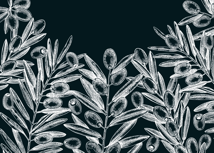 Olive branch background on chalkboard. Vector banner design with leaves and fruits sketches in vintage style. Vegetable oil ingredients illustration. Olive plant template for print and packaging